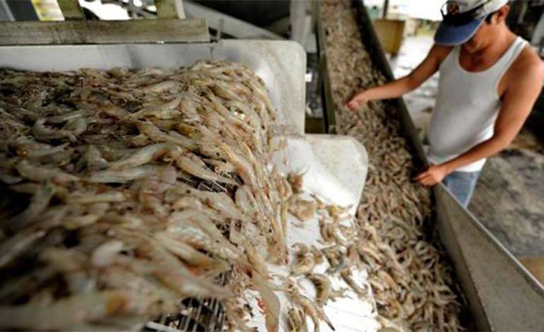 Ruptura con Taiwán afecta exportaciones de camarón en Honduras